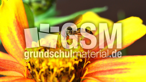 Garten-Schwebfliege (15).jpg